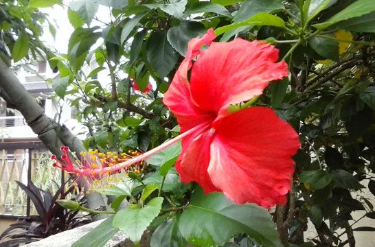 LG L40 Outdoor Camera 1