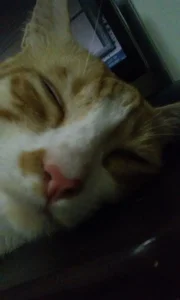 LG L70 Camera3