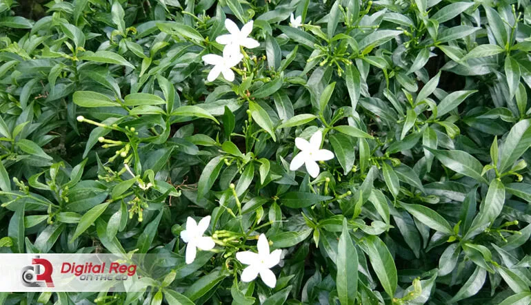 Vivo V5 Lite
