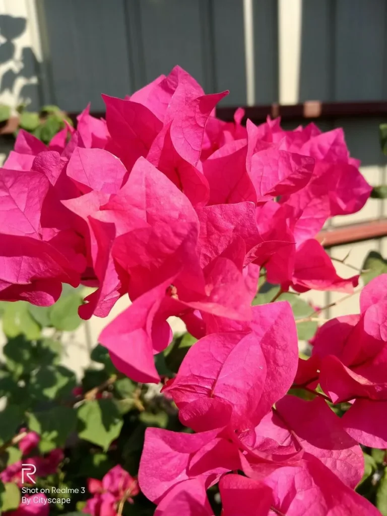 Realme 3 Review Realme 3 Review