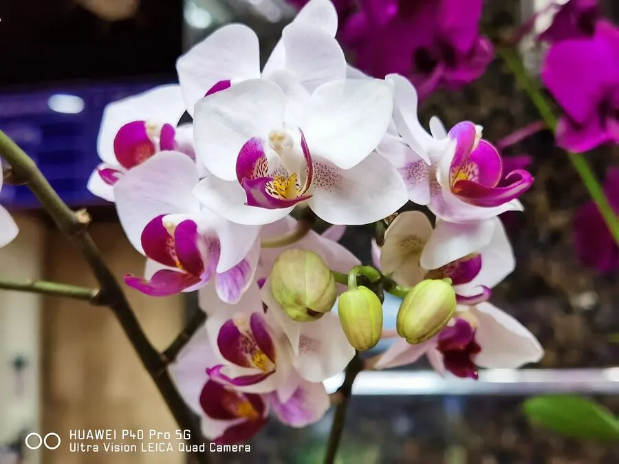 Huawei P40 Pro Review