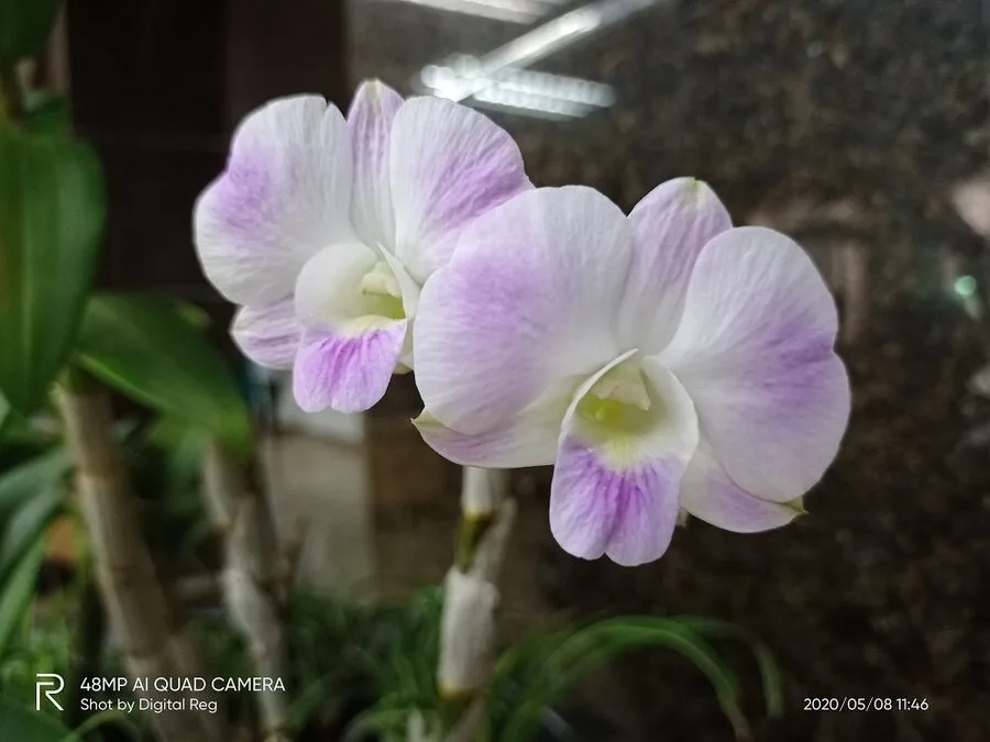 Realme 6i First Impressions
