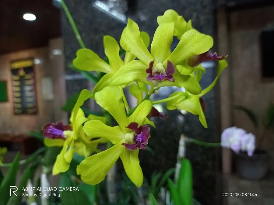 Realme 6i Review