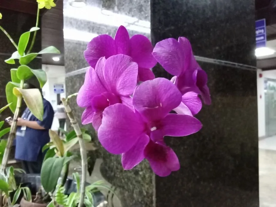 Huawei Y5p