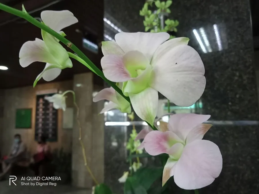 realme C15