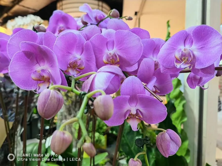 Huawei Mate 40 Pro Huawei Mate 40 Pro