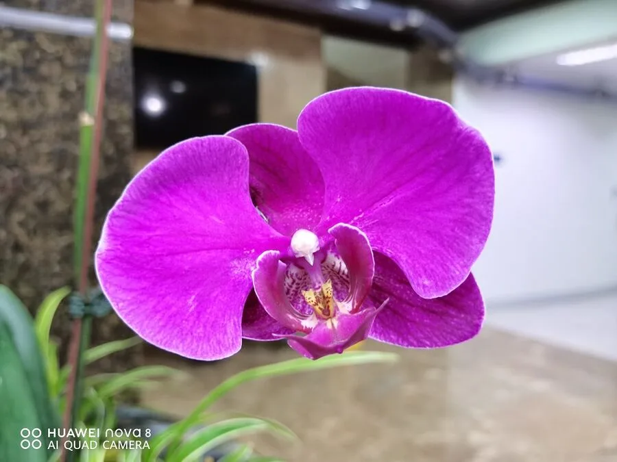 Huawei nova 8 review Huawei nova 8 review