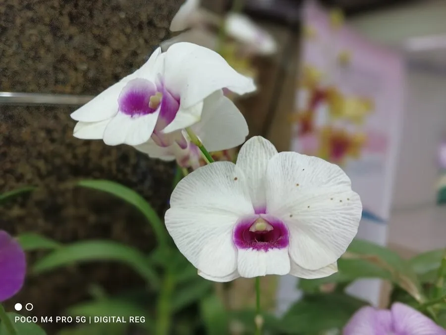 POCO M4 Pro 5G Review POCO M4 Pro 5G Review