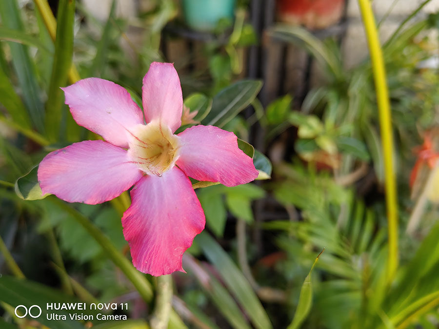 HUAWEI nova 11 Img 20230618 110434